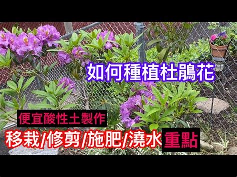 杜鵑 風水|家中杜鵑風水大解密